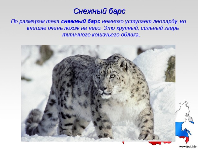 Снежный барс По размерам тела  снежный барс немного уступает леопарду, но внешне очень похож на него. Это крупный, сильный зверь типичного кошачьего облика.   