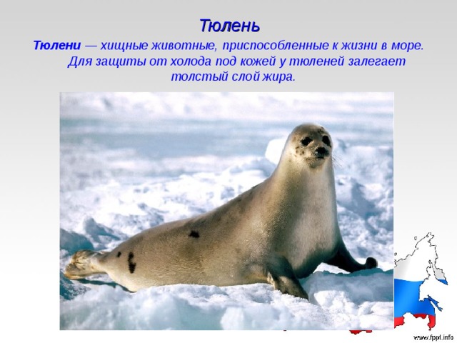 Тюлень Тюлени — хищные животные, приспособленные к жизни в море. Для защиты от холода под кожей у тюленей залегает толстый слой жира.   