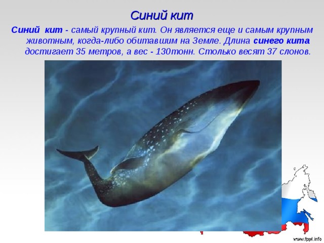 Синий кит Синий кит - самый крупный кит. Он является еще и самым крупным животным, когда-либо обитавшим на Земле. Длина синего кита достигает 35 метров, а вес - 130тонн. Столько весят 37 слонов. 