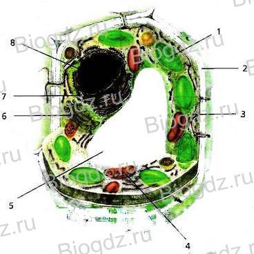 Какая часть клетки обозначена на рисунке цифрой 3