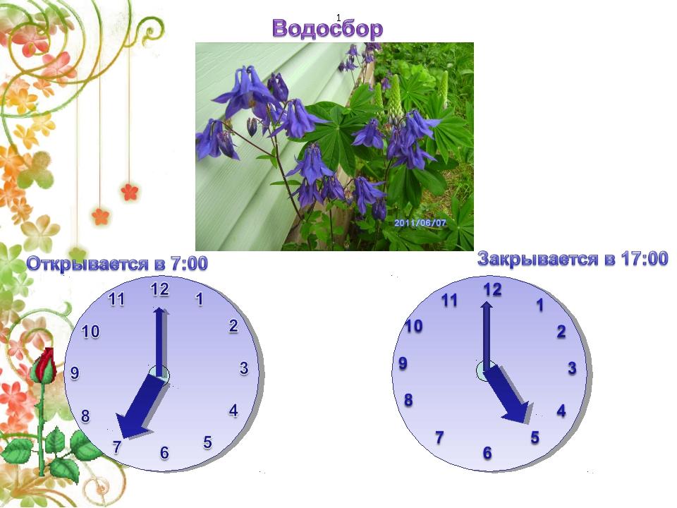 Цветочные часы растений. Цветочные часы биология. Цветочные часы для дошкольников. Цветочные часы проект.
