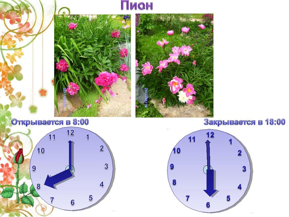 Цветочные часы растений. Цветочные часы для детей. Цветочные часы биология. Клумба часы.