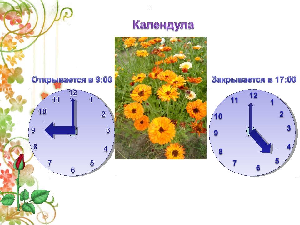 Цветочные часы растений. Цветочные часы по биологии. Цветочные часы для детей. Цветочные часы для детей в детском саду. Цветочные часы творческая работа.