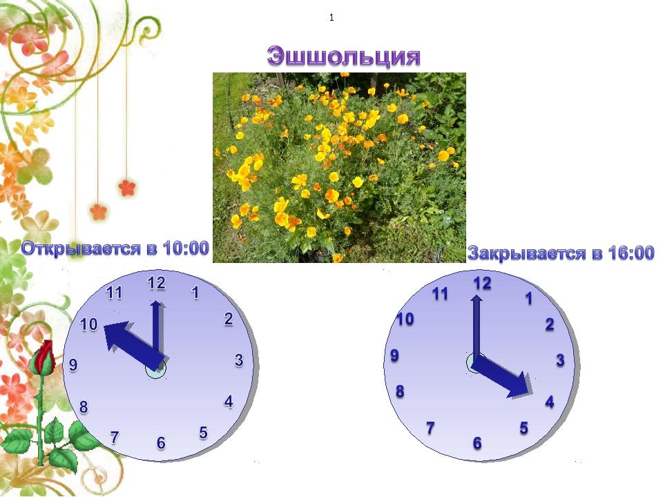 Цветочные часы растений. Цветочные часы. Цветочные часы биология. Цветочные часы для дошкольников. Цветочные часы с описанием.