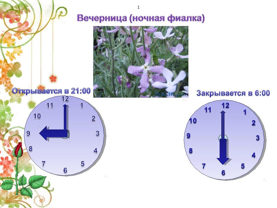 Открывается и закрывается. Цветочные часы ночная фиалка. Примерное расписание работы цветочных часов. Диктант цветочные часы. Диктант цветочные часы 3 класс.