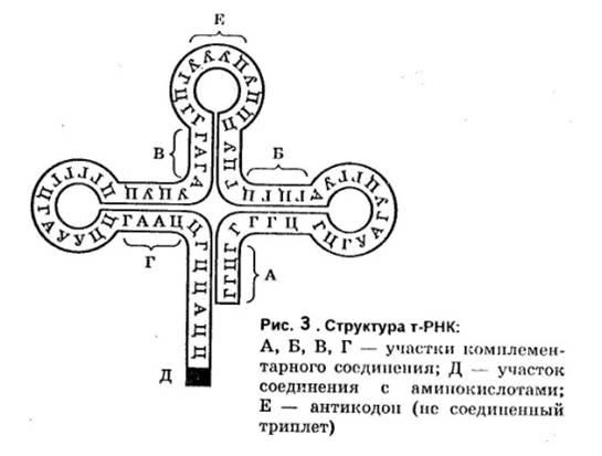 Т рнк картинки