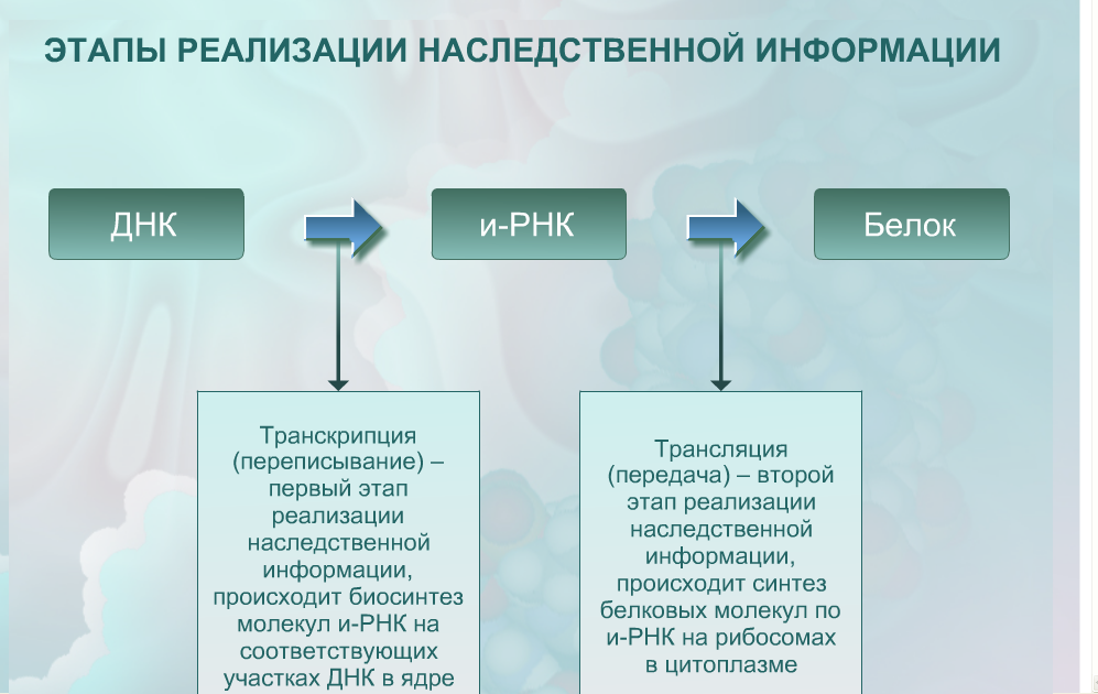 Путь реализации генетической