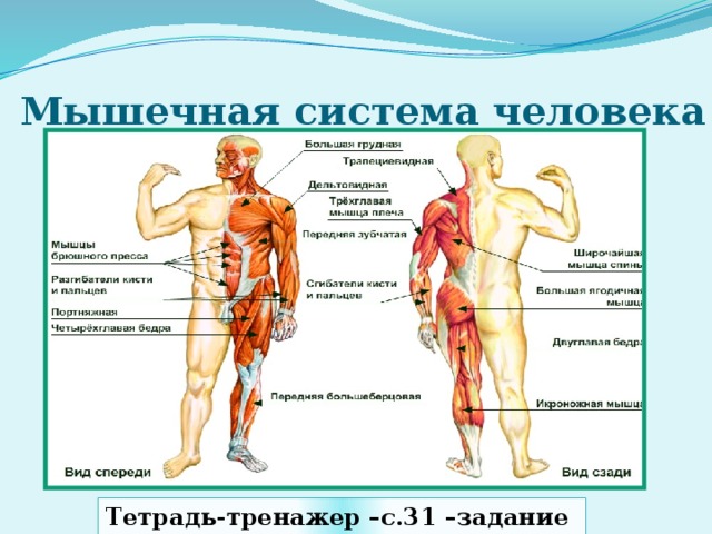 Мышечная система человека Тетрадь-тренажер –с.31 –задание 6 