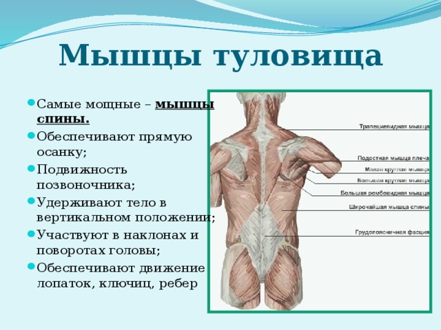 Положение мышц туловища. Мышцы удерживающие позвоночник. Мышцы спины для осанки. Мышцы удерживающие тело в вертикальном положении.