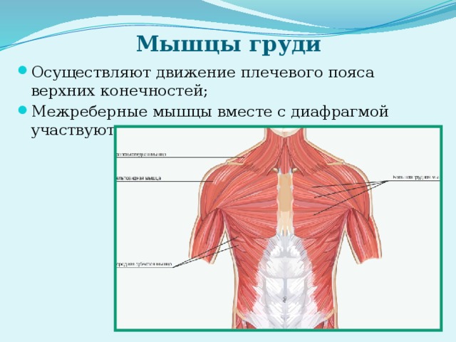 Мышцы груди Осуществляют движение плечевого пояса верхних конечностей; Межреберные мышцы вместе с диафрагмой участвуют в дыхании 