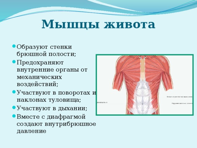 Мышцы живота Образуют стенки брюшной полости; Предохраняют внутренние органы от механических воздействий; Участвуют в поворотах и наклонах туловища; Участвуют в дыхании; Вместе с диафрагмой создают внутрибрюшное давление 