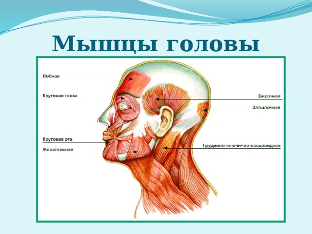 Мышцы головы 