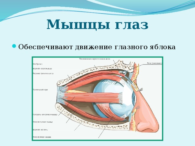 Мышцы глаз Обеспечивают движение глазного яблока 