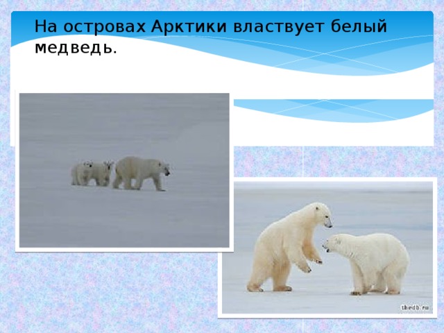 На островах Арктики властвует белый медведь. 