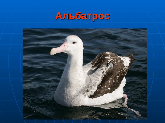 Альбатрос 