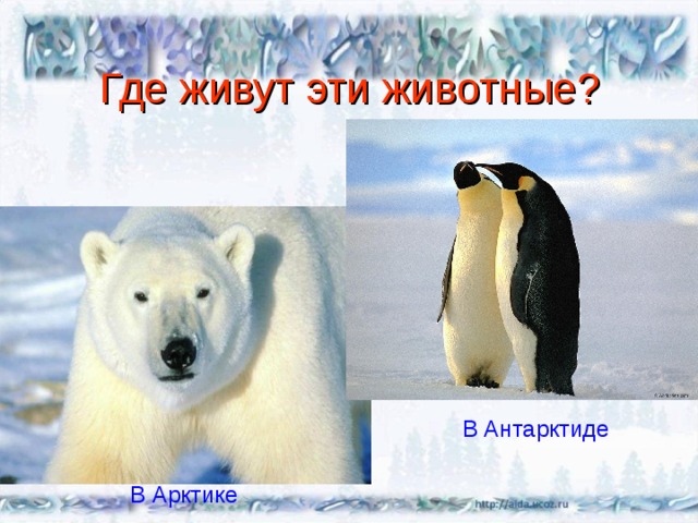 Где живут эти животные? В Антарктиде В Арктике 