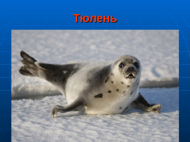 Тюлень 