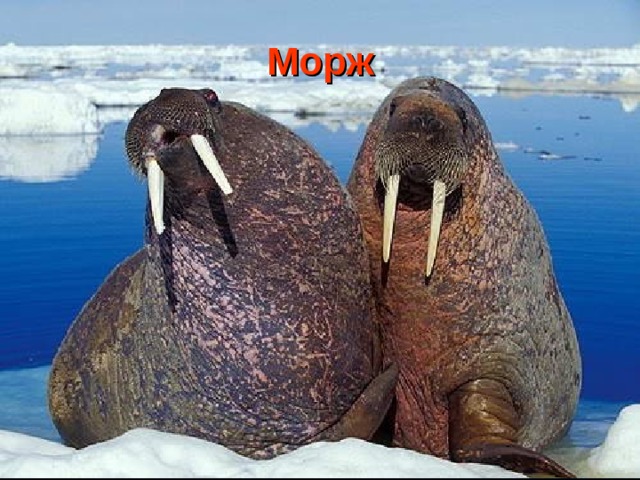 Морж 