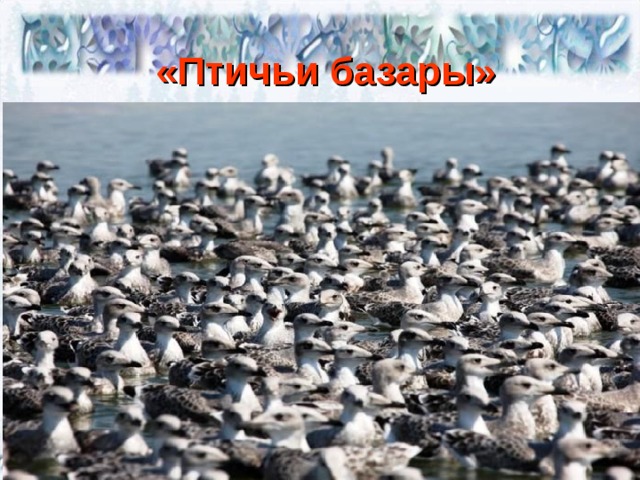 «Птичьи базары» 