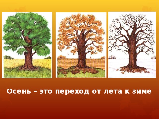 Осень – это переход от лета к зиме 
