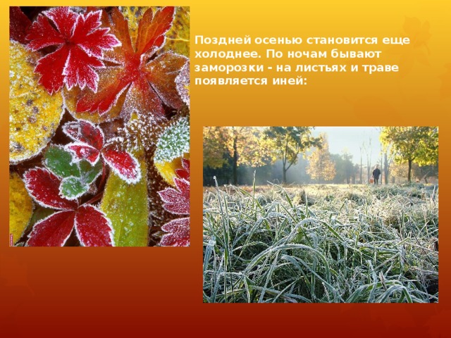 Поздней осенью становится еще холоднее. По ночам бывают заморозки - на листьях и траве появляется иней: 