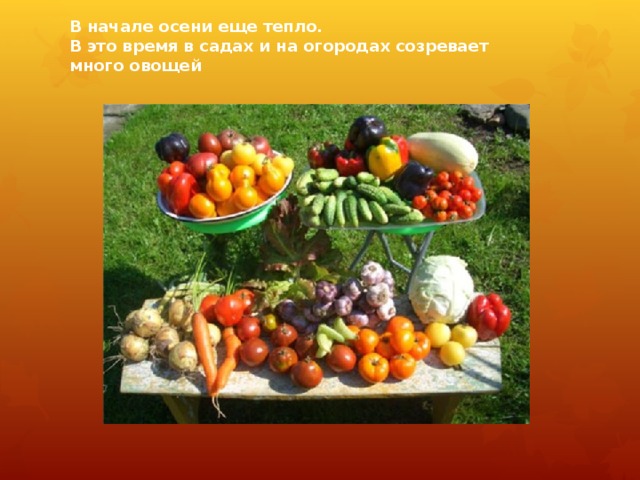 В начале осени еще тепло.  В это время в садах и на огородах созревает много овощей 