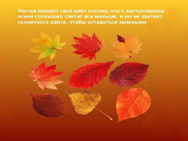 Листья меняют свой цвет потому, что с наступлением осени солнышко светит все меньше, и им не хватает солнечного цвета, чтобы оставаться зелеными. 