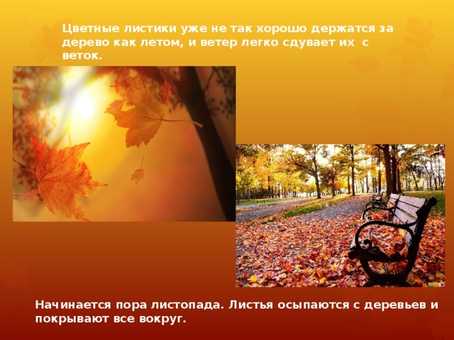 Цветные листики уже не так хорошо держатся за дерево как летом, и ветер легко сдувает их с веток. Начинается пора листопада. Листья осыпаются с деревьев и покрывают все вокруг. 