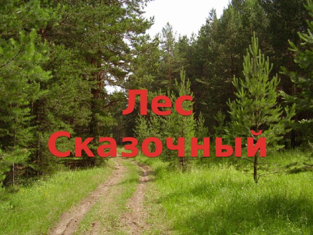 Лес Сказочный 