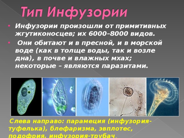 Инфузории произошли от примитивных жгутиконосцев; их 6000–8000 видов.  Они обитают и в пресной, и в морской воде (как в толще воды, так и возле дна), в почве и влажных мхах; некоторые – являются паразитами.  Слева направо: парамеция (инфузория-туфелька), блефаризма, эвплотес, подофрия, инфузория-трубач . 
