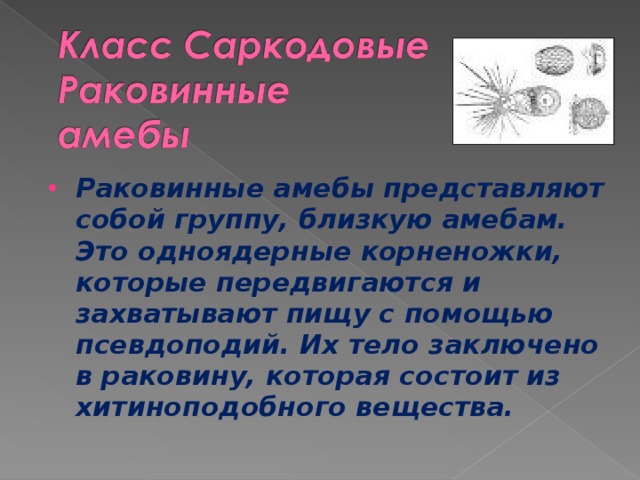 Раковинные амебы представляют собой группу, близкую амебам. Это одноядерные корненожки, которые передвигаются и захватывают пищу с помощью псевдоподий. Их тело заключено в раковину, которая состоит из хитиноподобного вещества. 