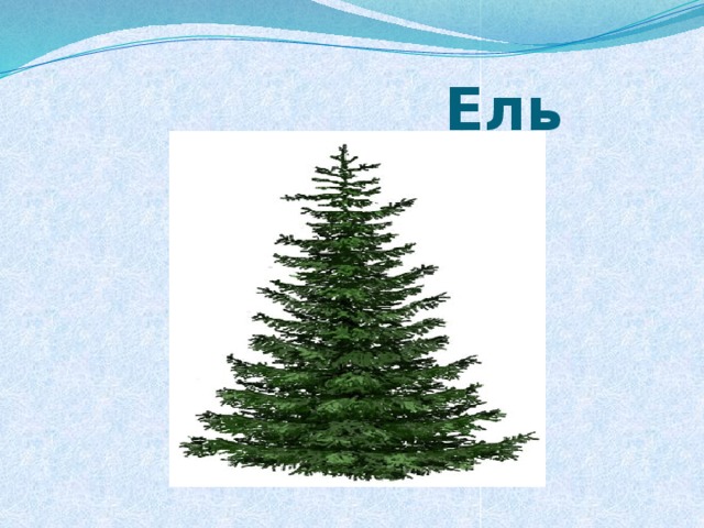 Ель