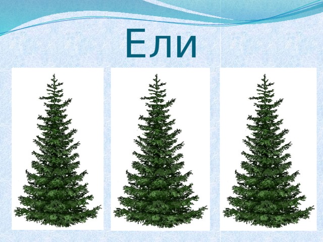 Ели