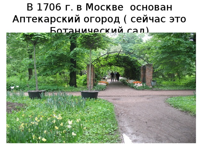 В 1706 г. в Москве основан Аптекарский огород ( сейчас это Ботанический сад) 