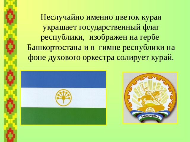    Неслучайно именно цветок курая украшает государственный флаг республики, изображен на гербе Башкортостана и в гимне республики на фоне духового оркестра солирует курай. 