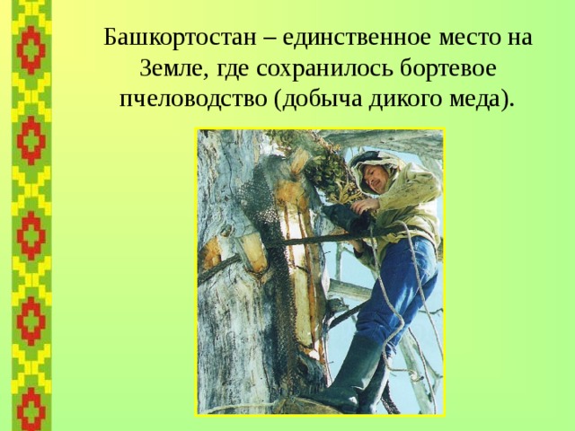 Башкортостан – единственное место на Земле, где сохранилось бортевое пчеловодство (добыча дикого меда).   
