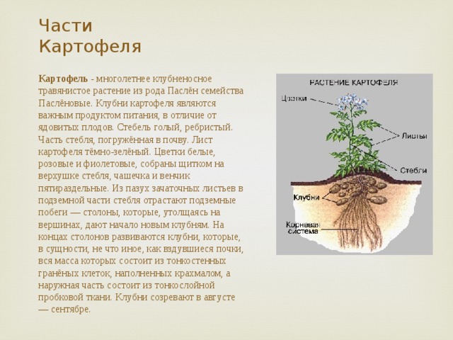 Части растения картофель