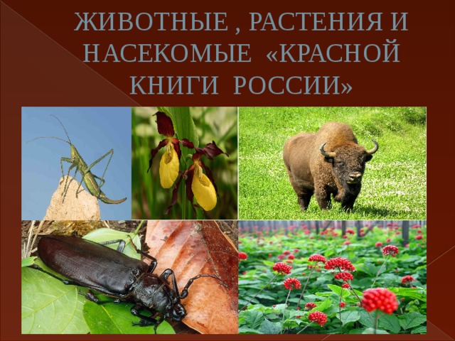 ЖИВОТНЫЕ , РАСТЕНИЯ И НАСЕКОМЫЕ «КРАСНОЙ КНИГИ РОССИИ» 