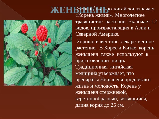 Жил корень. Сообщение о лекарственном растении женьшень. Женьшень красная книга 2 класс окружающий мир. Лекарственные растения презентация женьшень. Женьшень растение из красной книги описание для начальных классов.