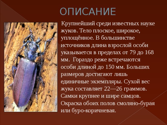 ОПИСАНИЕ  Крупнейший среди известных науке жуков. Тело плоское, широкое, уплощённое. В большинстве источников длина взрослой особи указывается в пределах от 79 до 168 мм. Гораздо реже встречаются особи длиной до 150 мм. Больших размеров достигают лишь единичные экземпляры. Сухой вес жука составляет 22—26 граммов. Самки крупнее и шире самцов. Окраска обоих полов смоляно-бурая или буро-коричневая. 