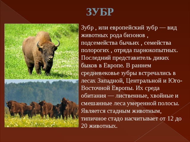ЗУБР  Зубр , или европейский зубр — вид животных рода бизонов , подсемейства бычьих , семейства полорогих , отряда парнокопытных. Последний представитель диких быков в Европе. В раннем средневековье зубры встречались в лесах Западной, Центральной и Юго-Восточной Европы. Их среда обитания — лиственные, хвойные и смешанные леса умеренной полосы. Является стадным животным, типичное стадо насчитывает от 12 до 20 животных. 