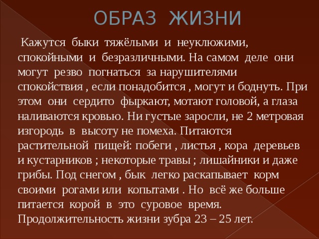 ОБРАЗ ЖИЗНИ  Кажутся быки тяжёлыми и неуклюжими, спокойными и безразличными. На самом деле они могут резво погнаться за нарушителями спокойствия , если понадобится , могут и боднуть. При этом они сердито фыркают, мотают головой, а глаза наливаются кровью. Ни густые заросли, не 2 метровая изгородь в высоту не помеха. Питаются растительной пищей: побеги , листья , кора деревьев и кустарников ; некоторые травы ; лишайники и даже грибы. Под снегом , бык легко раскапывает корм своими рогами или копытами . Но всё же больше питается корой в это суровое время. Продолжительность жизни зубра 23 – 25 лет. 