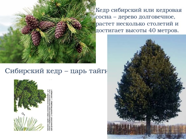 Как выглядит кедр сибирский фото и описание