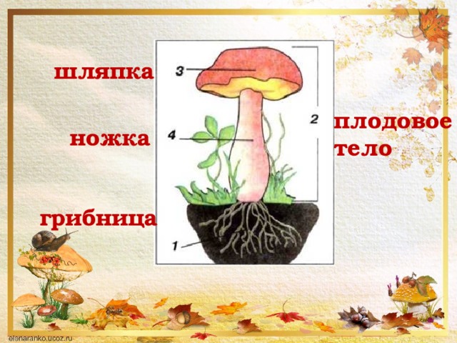 Шляпочные грибы образуют плодовые тела. «Плодовое тело»- шляпка и ножка.. Плодовое тело , шляпка , ножка, грибница. Что такое шляпка у грибница. Рисунок шляпочного гриба шляпка грибница ножка.