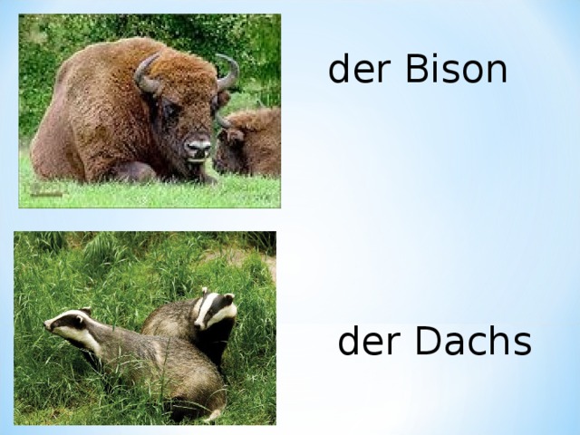 der Bison der Dachs 