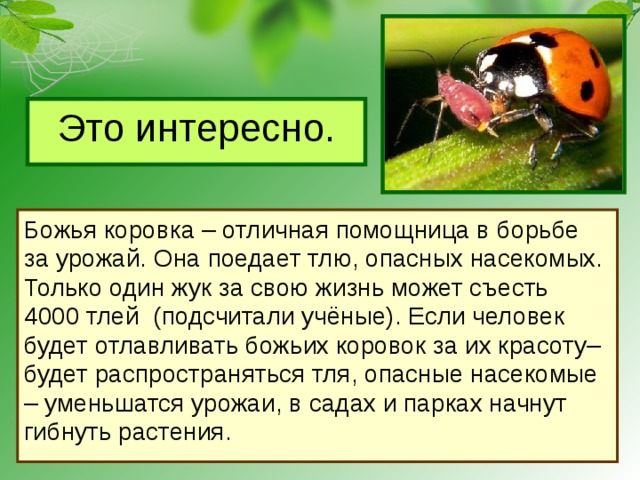 Это интересно. Божья коровка – отличная помощница в борьбе за урожай. Она поедает тлю, опасных насекомых. Только один жук за свою жизнь может съесть 4000 тлей (подсчитали учёные). Если человек будет отлавливать божьих коровок за их красоту– будет распространяться тля, опасные насекомые – уменьшатся урожаи, в садах и парках начнут гибнуть растения. 