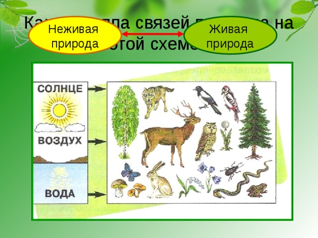 Какая группа связей показана на этой схеме? Неживая Живая природа природа 