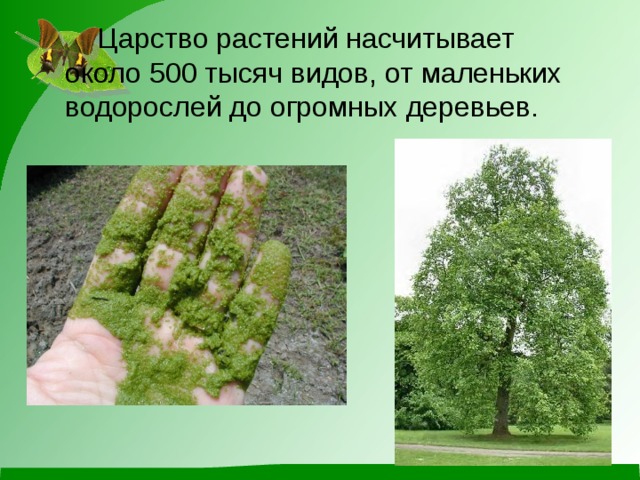  Царство растений насчитывает  около 500 тысяч видов, от маленьких  водорослей до огромных деревьев. 