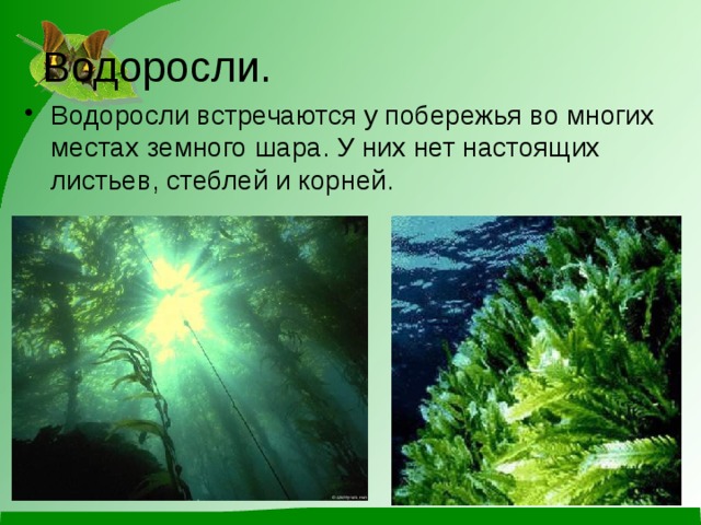Водоросли. Водоросли встречаются у побережья во многих местах земного шара. У них нет настоящих листьев, стеблей и корней. 