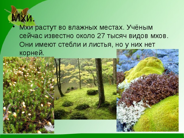 Мхи. Мхи растут во влажных местах. Учёным сейчас известно около 27 тысяч видов мхов. Они имеют стебли и листья, но у них нет корней. 